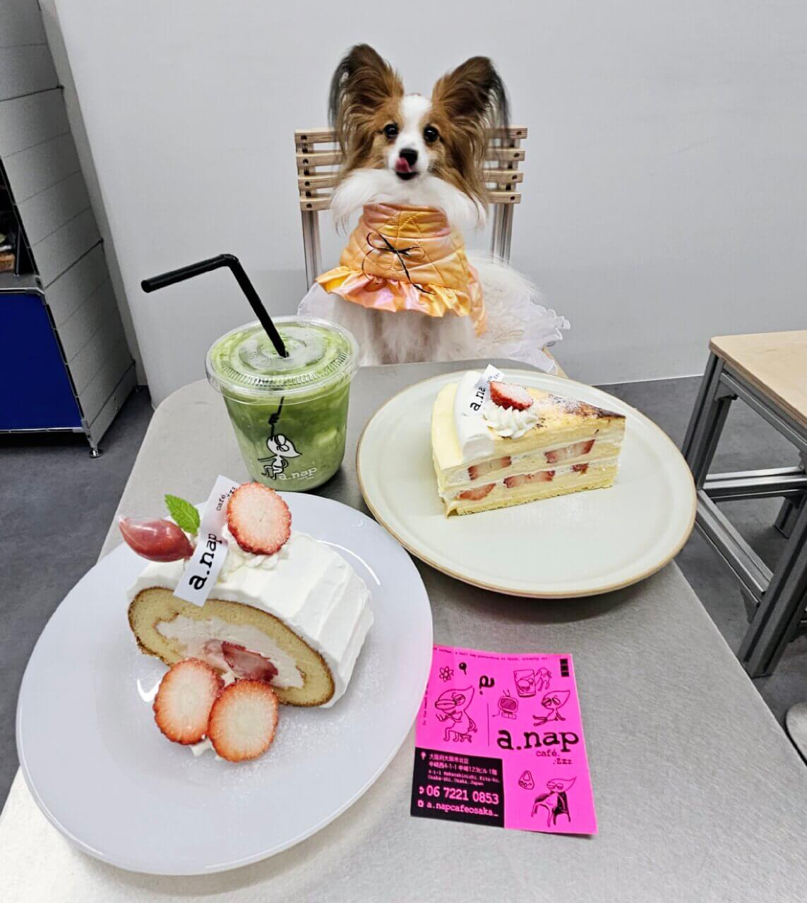 【大阪府・犬同伴OK】a.nap café｜テラス席で愛犬と一緒にゆったりカフェタイムを楽しめるおしゃれなカフェ