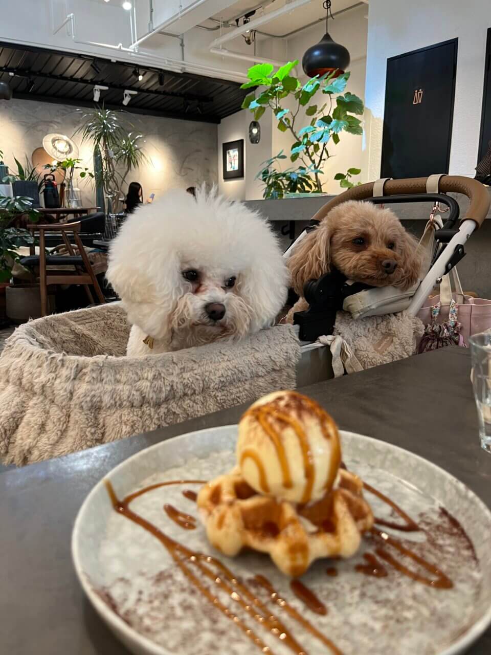 【東京都・犬同伴OK】haydEn|店内で愛犬と一緒に食事やカフェタイムを楽しめるスタイリッシュなダイニング