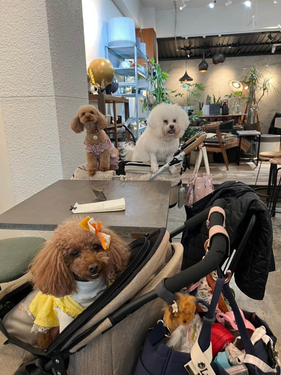 【東京都・犬同伴OK】haydEn|店内で愛犬と一緒に食事やカフェタイムを楽しめるスタイリッシュなダイニング