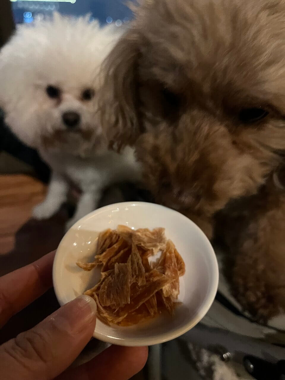 【東京都・犬同伴OK】Blue Table Odaiba｜東京湾の景色を眺めながら店内で愛犬と一緒に食事を楽しめるお台場のダイニングレストラン