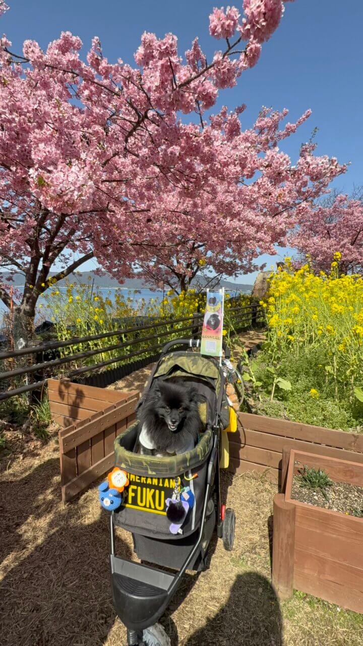 【山口県・犬同伴OK】潮風ガーデン 笠戸島|瀬戸内海の景色と季節の花を楽しみながら、愛犬と一緒に散策できる海沿いのガーデンスポット