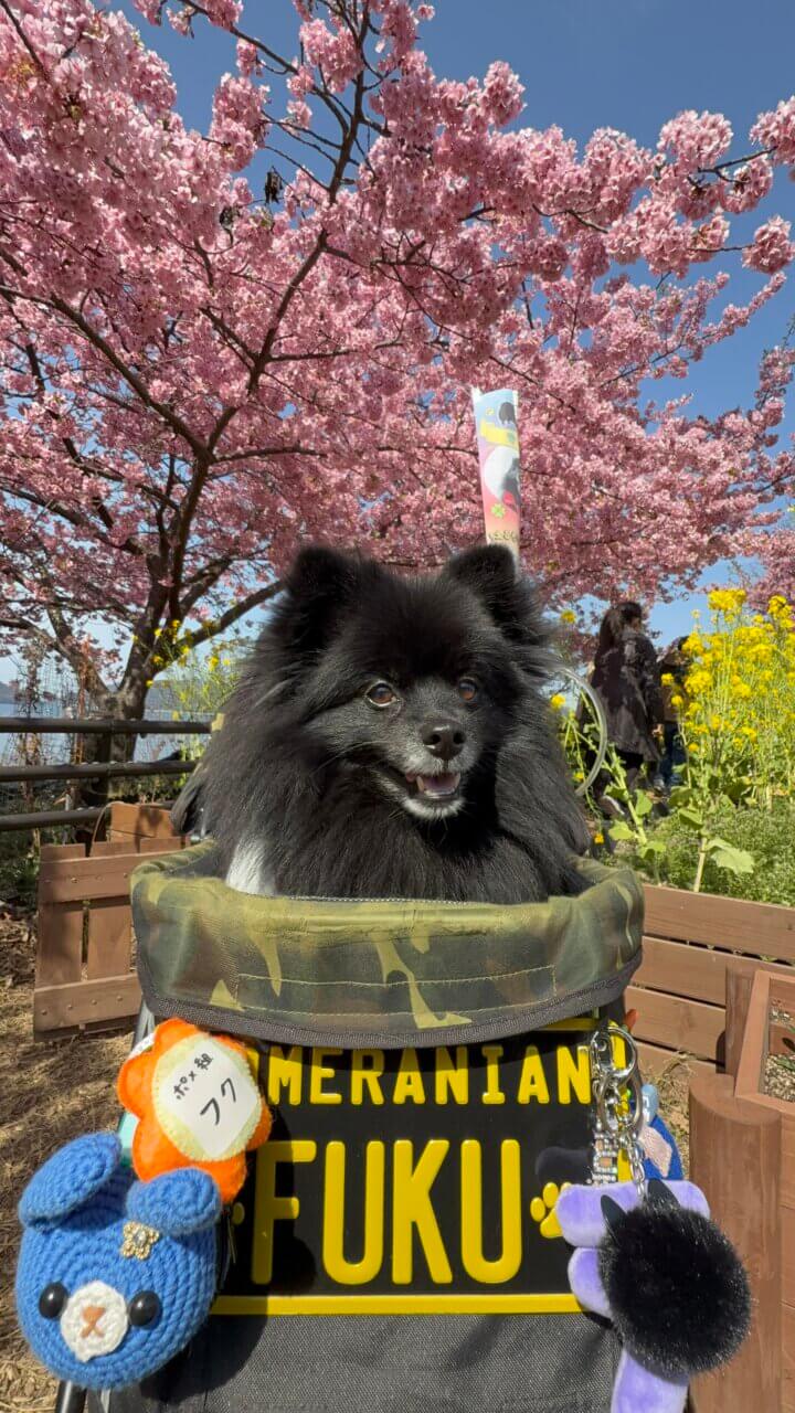【山口県・犬同伴OK】潮風ガーデン 笠戸島|瀬戸内海の景色と季節の花を楽しみながら、愛犬と一緒に散策できる海沿いのガーデンスポット