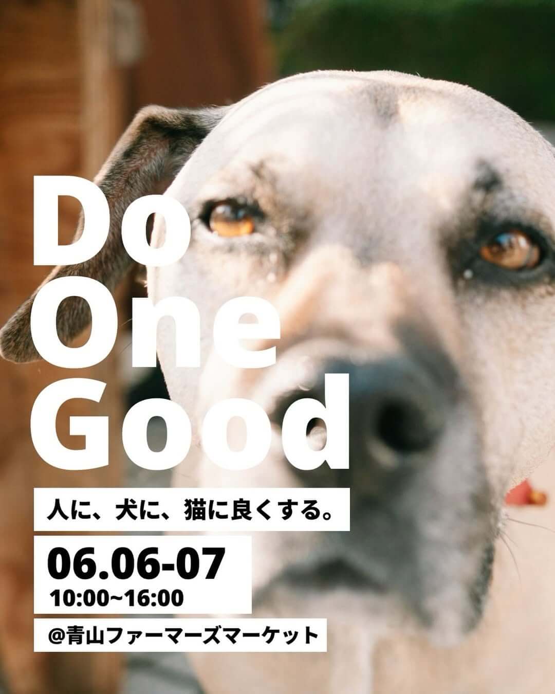 Do One Good -人に、犬に、猫に良くする- vol.26
