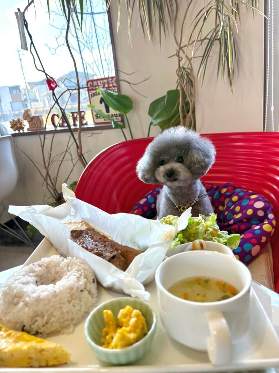 【愛知県・犬同伴OK】FUTURO cafe+dining｜テラス席で愛犬と一緒に食事やカフェタイムを楽しめるおしゃれなカフェダイニング