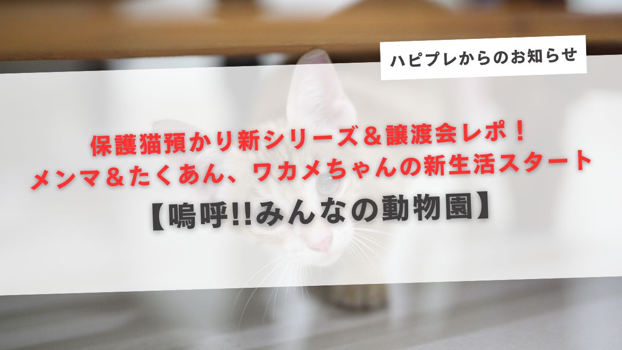 冬の池崎一門 猫猫2時間スペシャルでは、保護猫預かりボランティアの新シリーズがついにスタート！