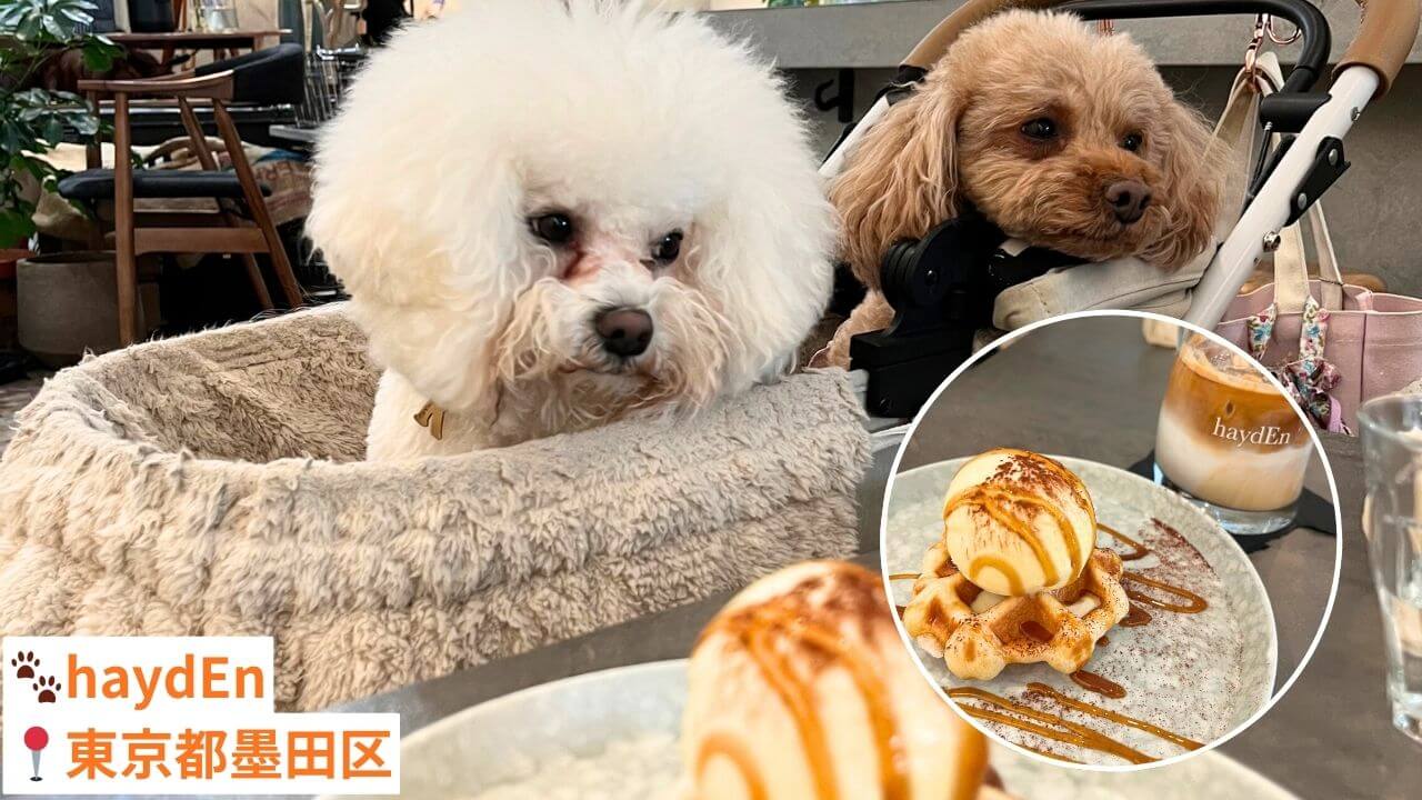 【東京都・犬同伴OK】haydEn｜店内で愛犬と一緒に食事やカフェタイムを楽しめるスタイリッシュなダイニング