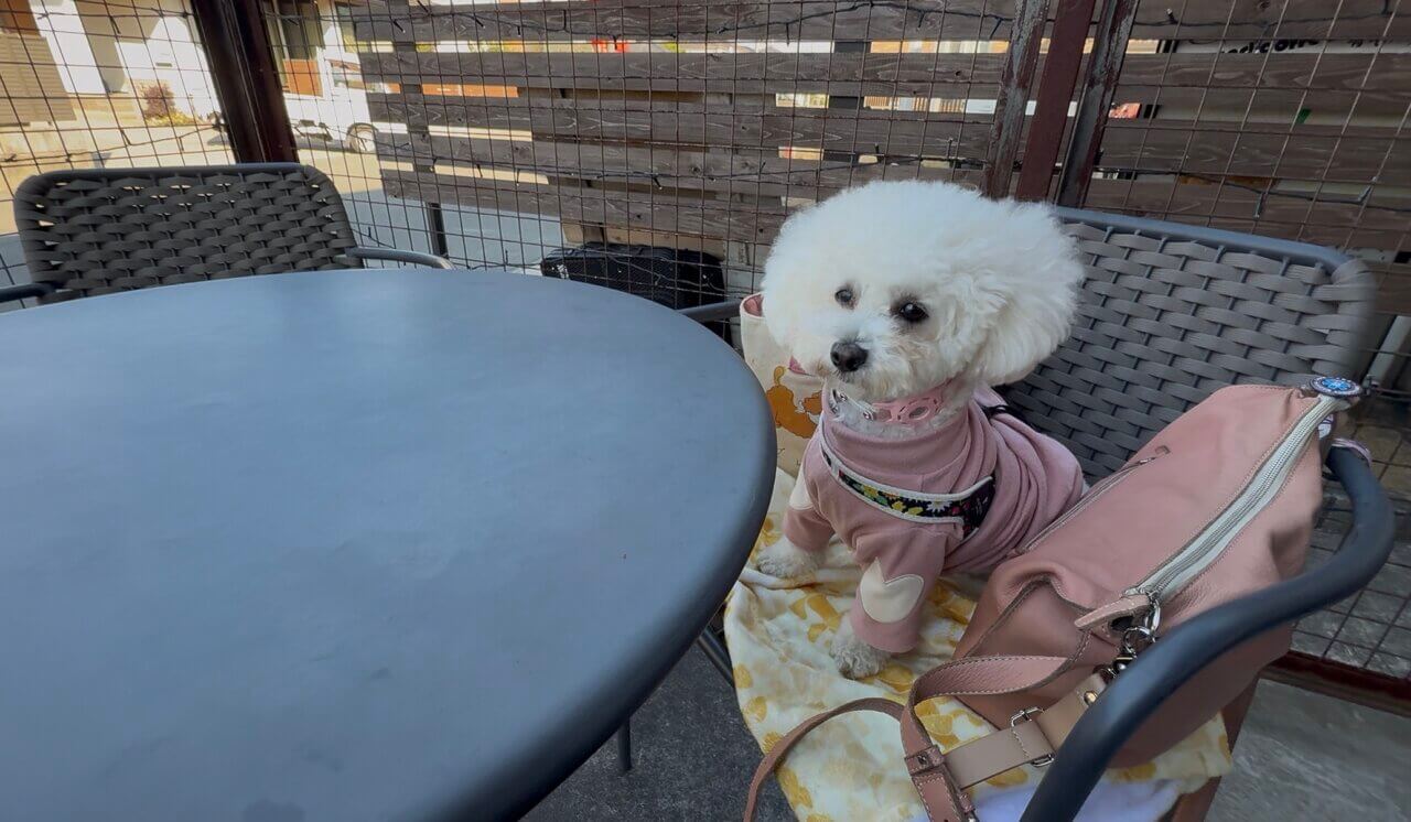 【静岡県・犬同伴OK】 伊勢湾フェリーで静岡へ｜富士山の絶景、ペット同伴可能な施設が多く、愛犬との思い出作りに最適！