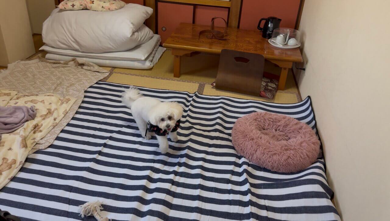 【広島県・犬同伴OK】尾道｜歴史的な港町で、犬と一緒に楽しめるスポットが豊富で、自然や美しい景観を満喫