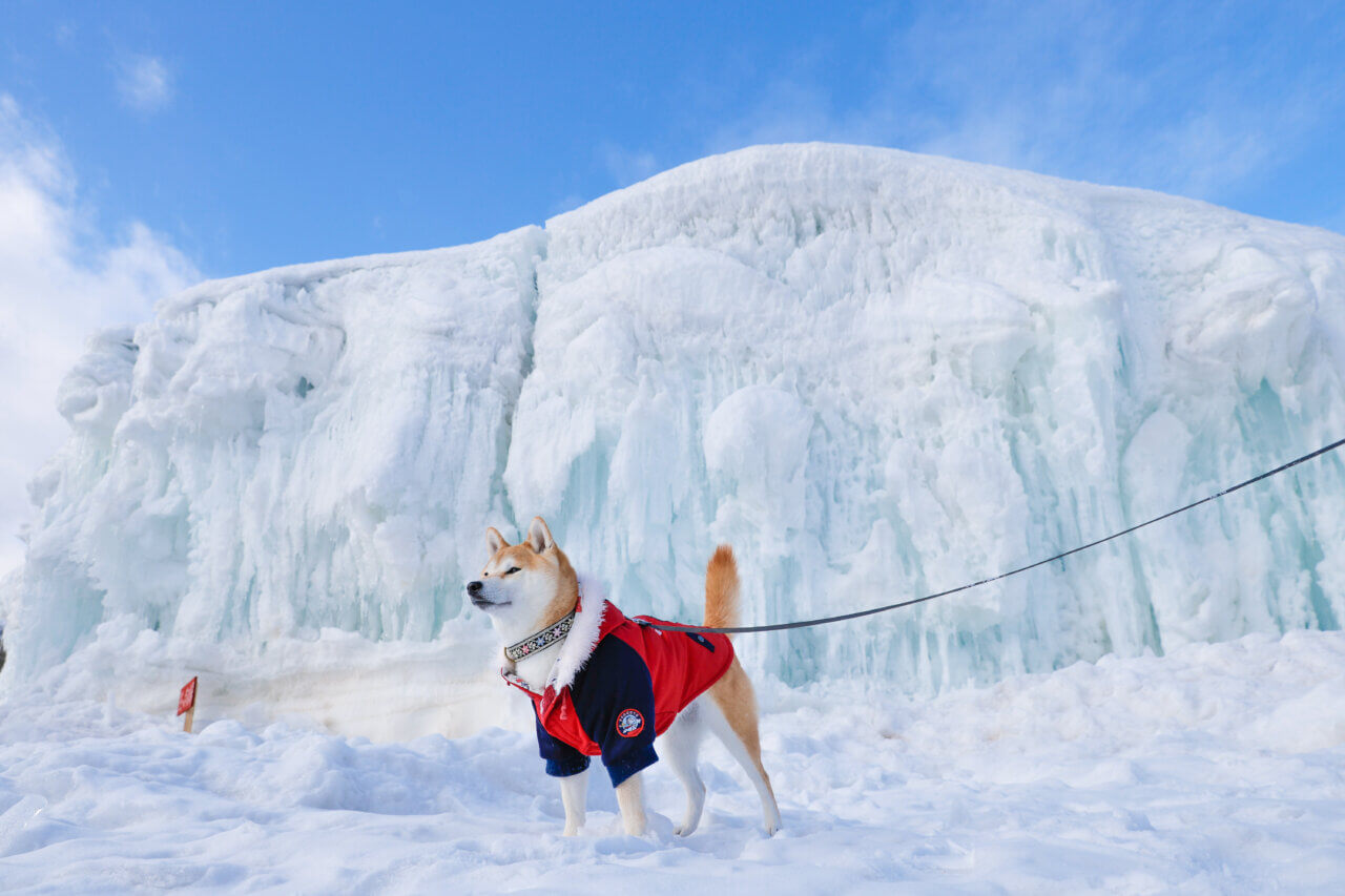【岩手県・犬同伴OK】氷の世界2026｜巨大な氷の建造物や幻想的なライトアップが楽しめる