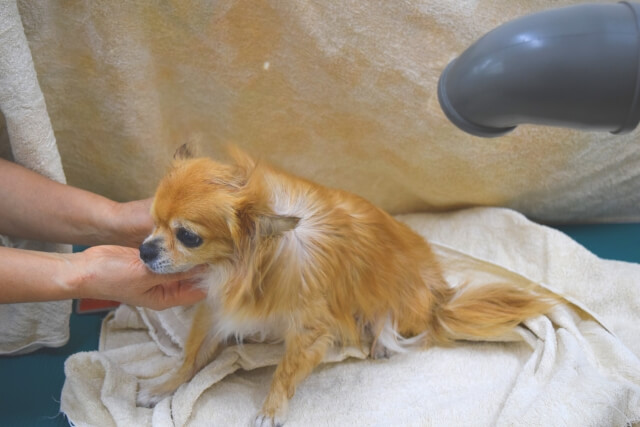 ワンちゃんのドライヤー最後に全体的に風を当てて仕上げる