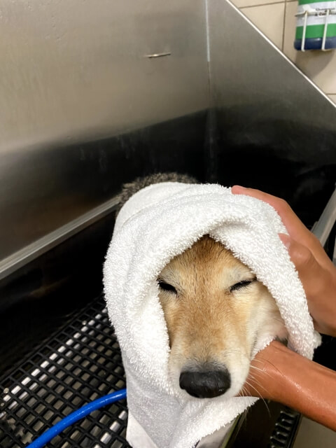 ワンちゃんのタオルドライ