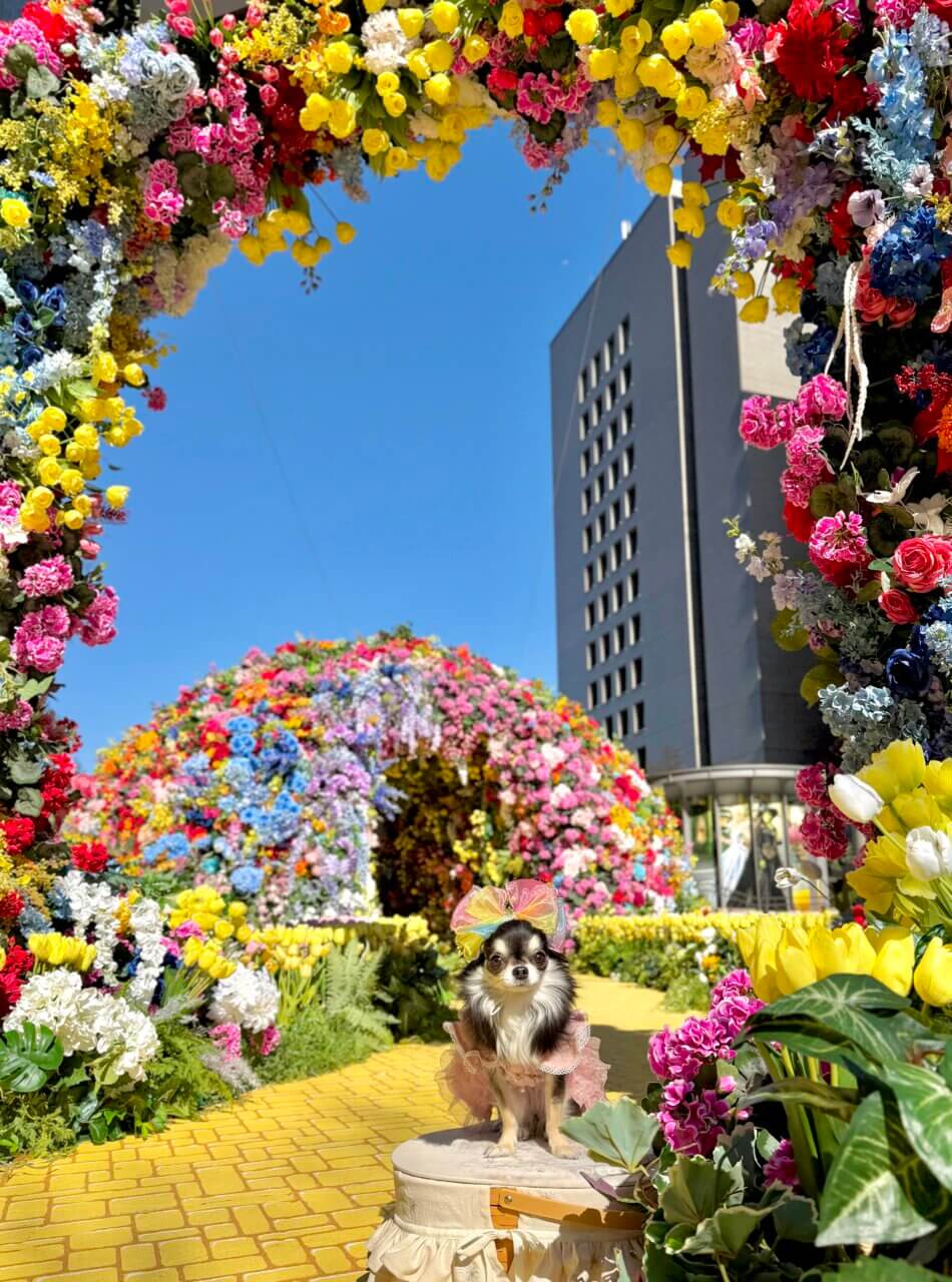 【東京都・犬同伴OK】東京ミッドタウン日比谷　HIBIYA BLOSSOM｜四季折々の自然や歴史的な景観を楽しめる「都会のオアシス」