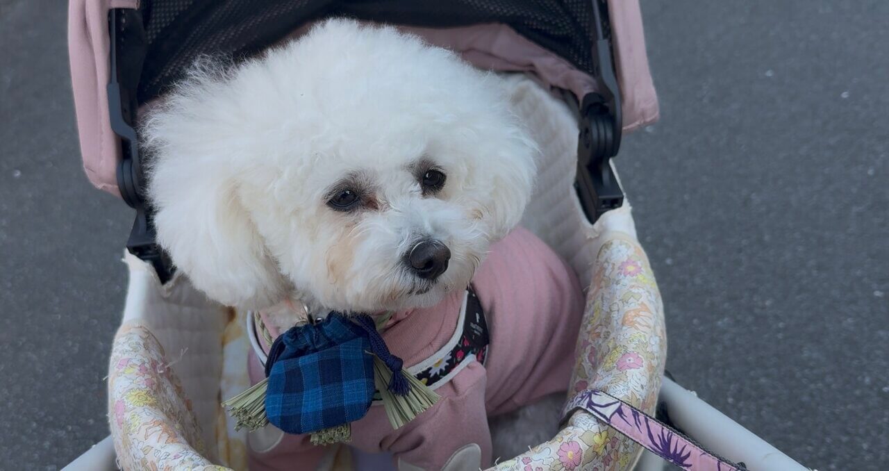 【三重県・犬同伴OK】伊勢・おかげ横丁｜江戸時代の雰囲気を再現した観光地、地元の名物料理やお土産を楽しめる！