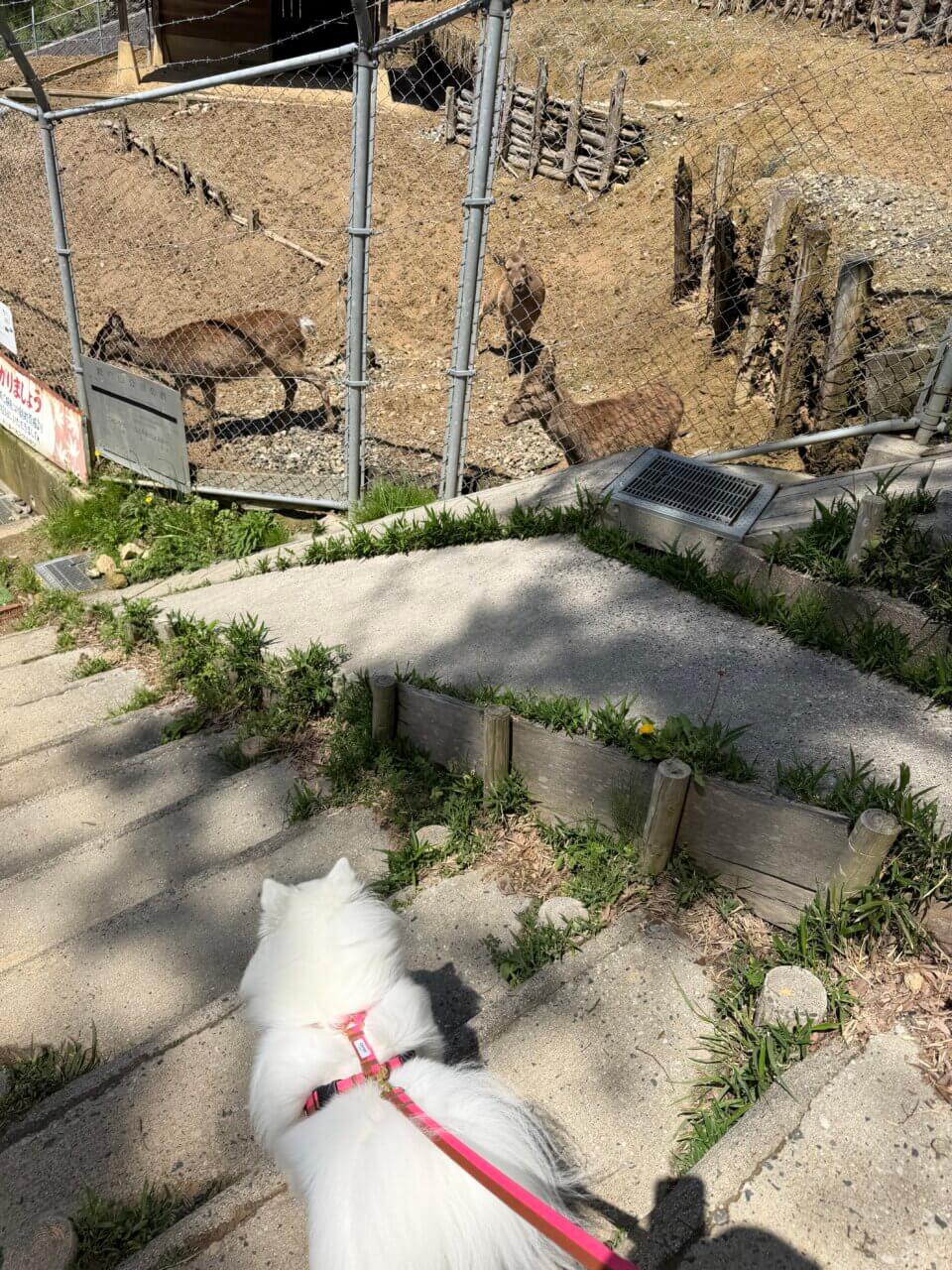 【島根県・犬同伴OK】愛宕山公園｜自然豊かで犬と楽しめるハイキングスポット