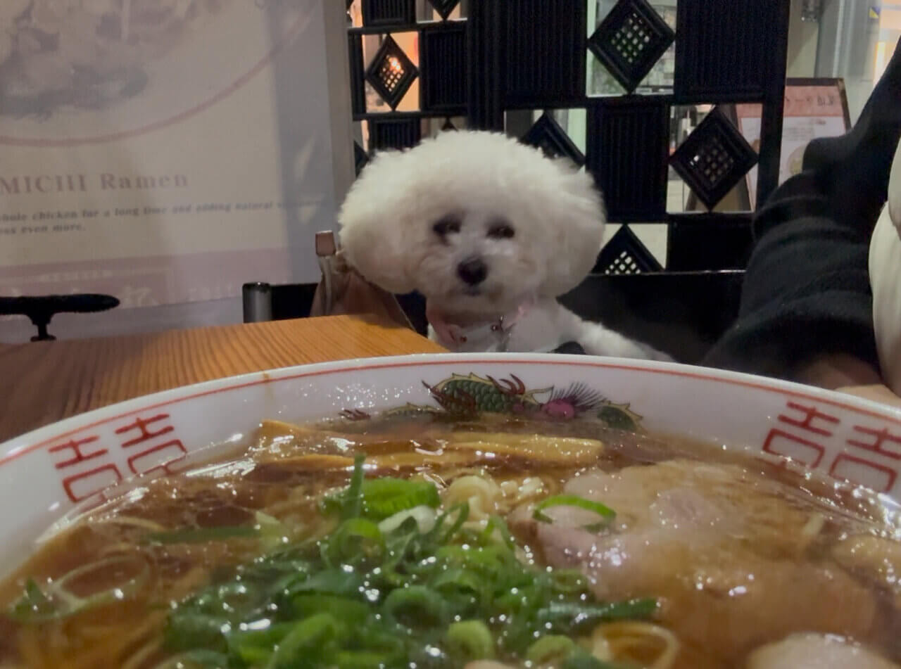 【広島県・犬同伴OK】尾道｜歴史的な港町で、犬と一緒に楽しめるスポットが豊富で、自然や美しい景観を満喫