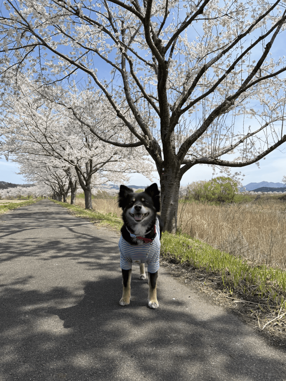 【秋田県・犬同伴OK】芋川桜づつみ｜桜とわんちゃんが楽しめる美しい散策スポット