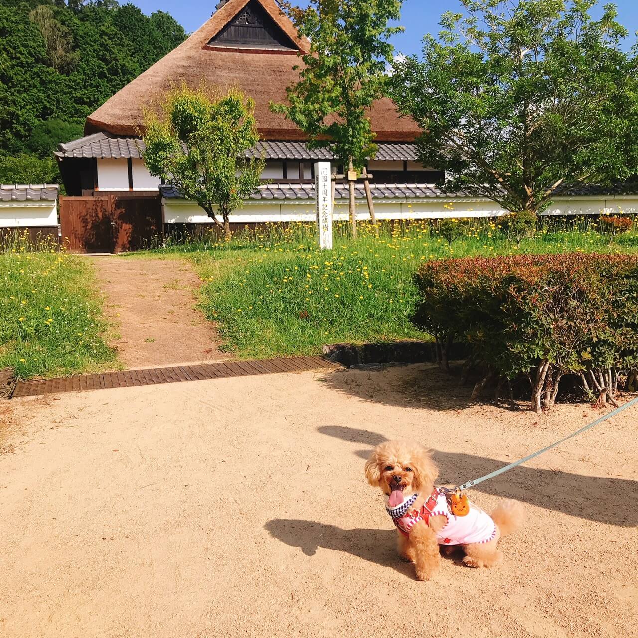 【兵庫県・犬同伴OK】丹波並木道中央公園｜広大な自然の中で家族や愛犬と楽しめる、無料のレクリエーションスポット
