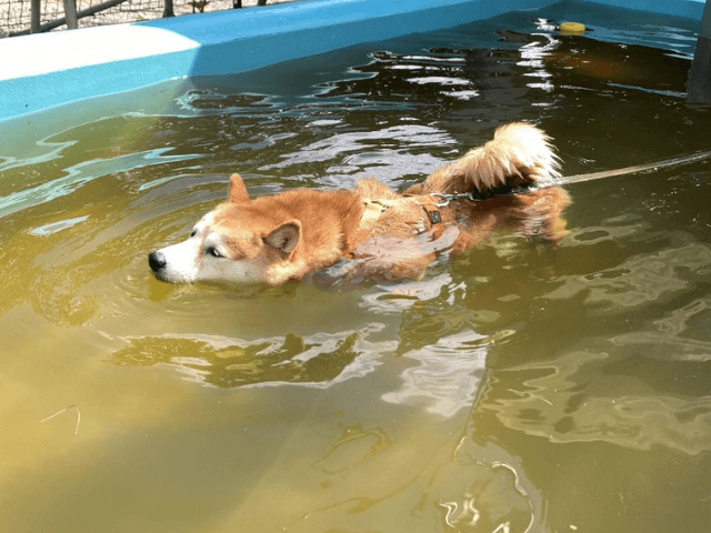 SKY de SKY（埼玉県）