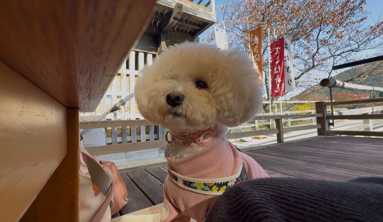 【三重県・犬同伴OK】伊勢・おかげ横丁｜江戸時代の雰囲気を再現した観光地、地元の名物料理やお土産を楽しめる！