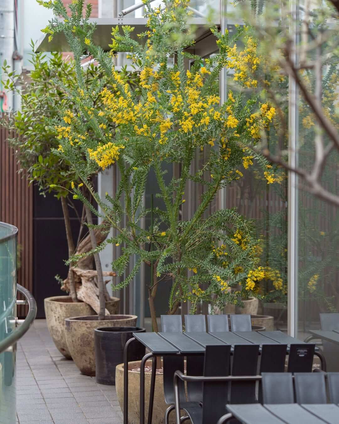 犬テラス席OKNicolai Bergmann NOMU aoyama （ニコライバーグマン ノム）