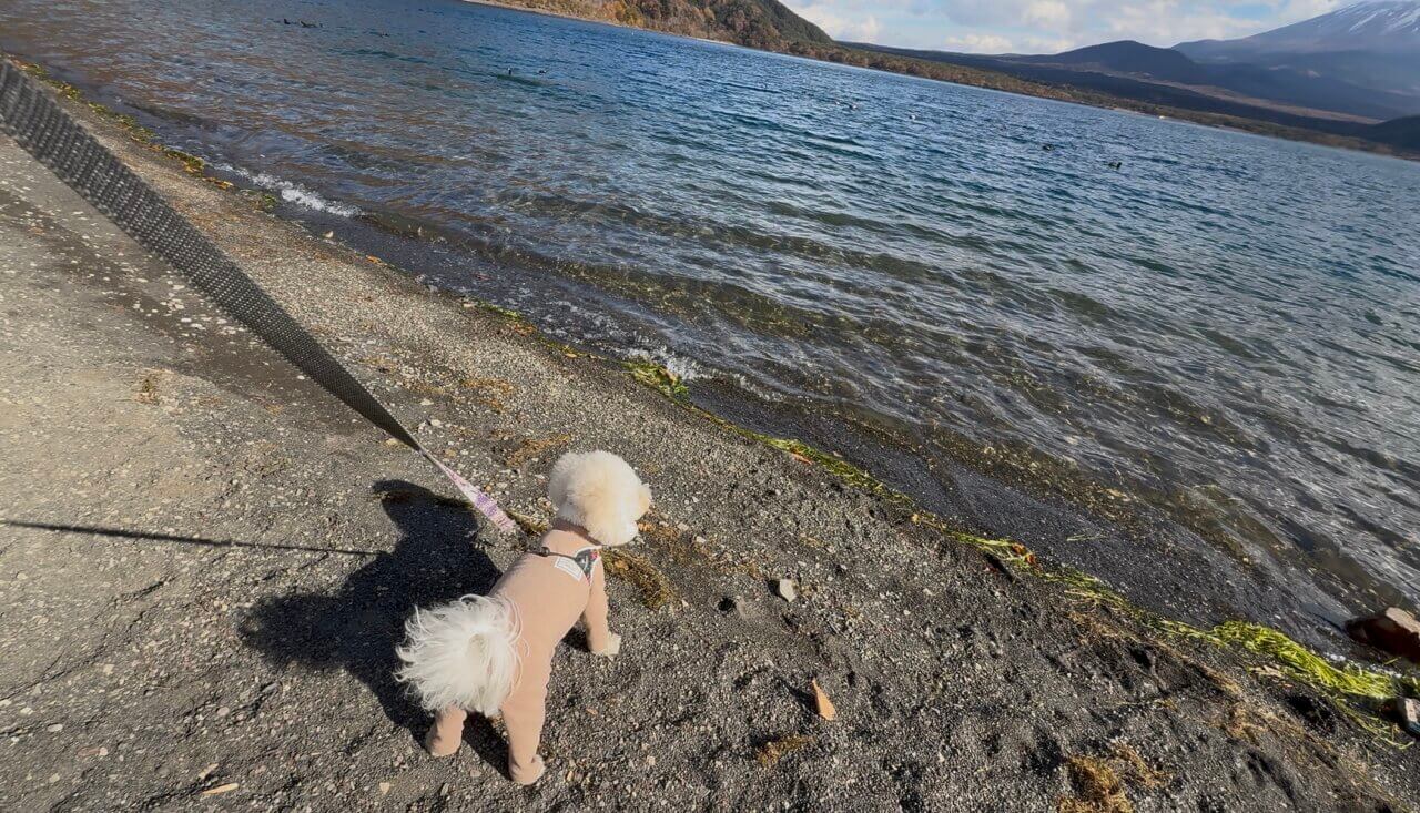 【山梨県・犬同伴OK】浩庵キャンプ場｜富士山と湖の絶景を愛犬と共に楽しむキャンプ場
