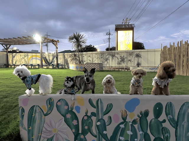 SKY de SKY（埼玉県）