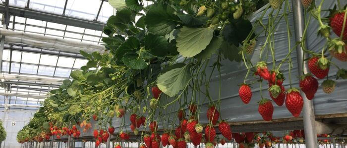 山梨フルーツ中島農園犬と行けるいちご狩りスポット。