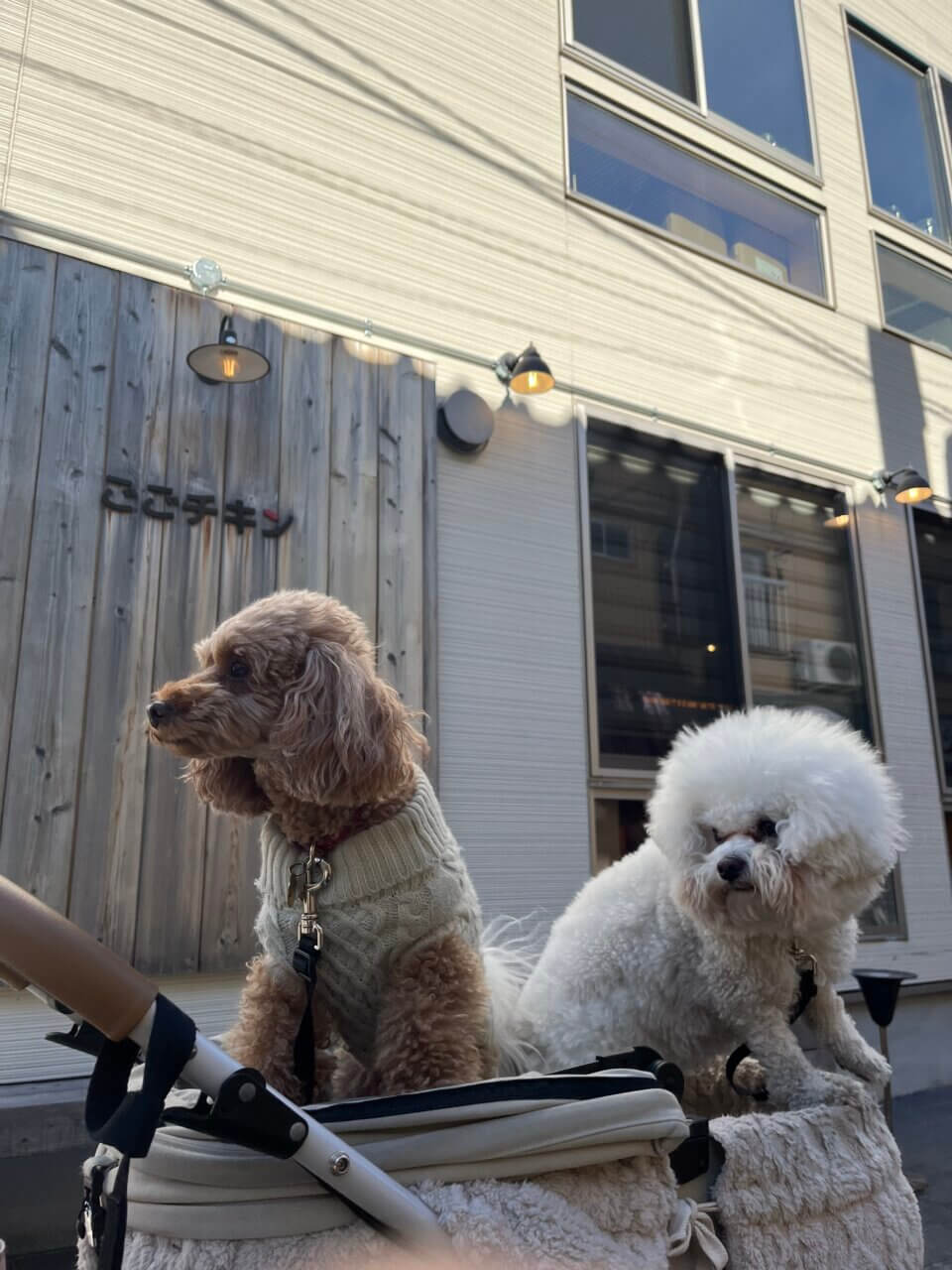 【東京都・犬同伴OK】ごごチキン 浅草本店｜愛犬と一緒に楽しめる韓国料理店で、カジュアルな雰囲気の中で美味しいチキンを味わえる！