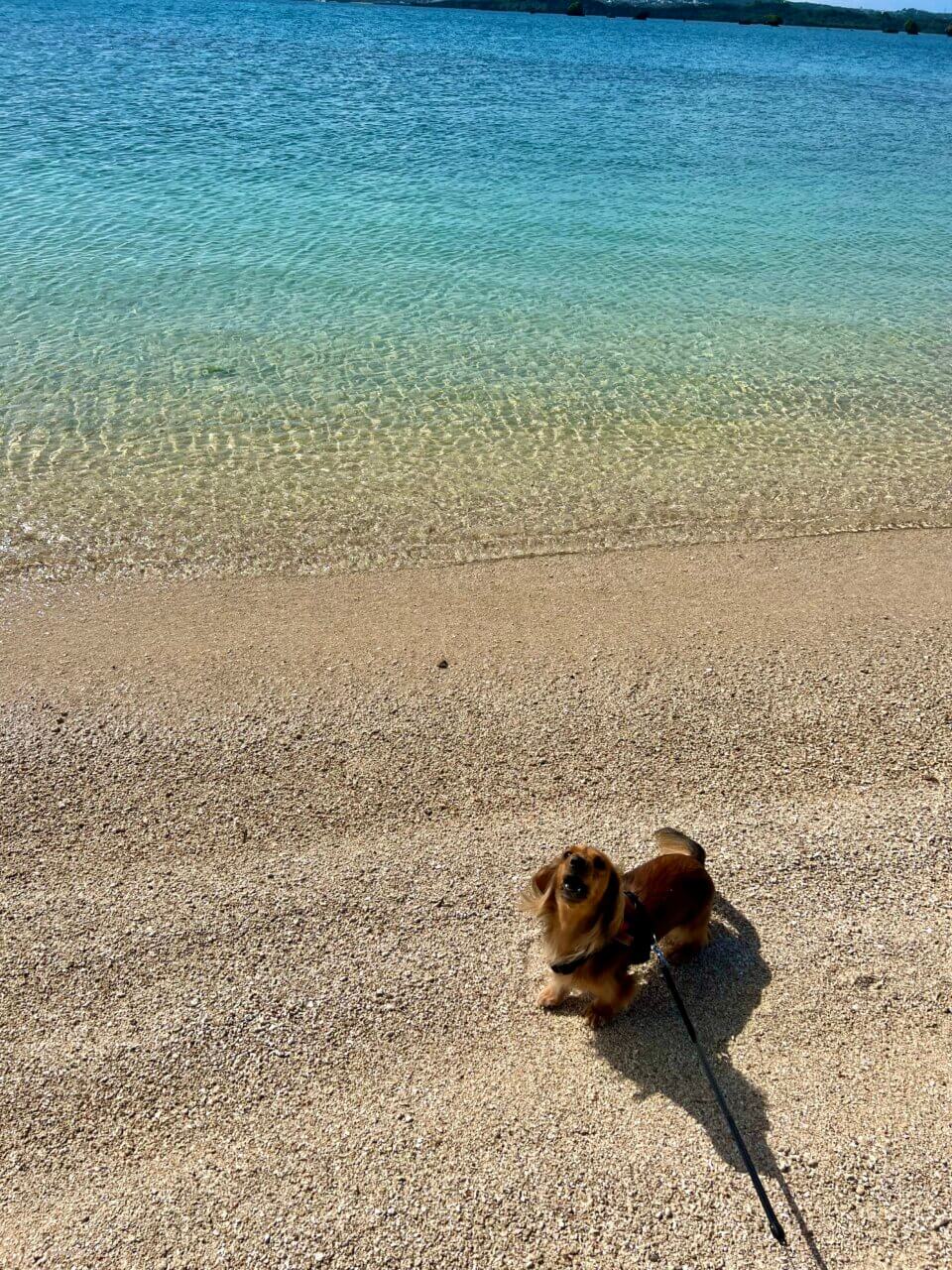 【沖縄県・犬同伴OK】丸吉食品｜愛犬と家庭的な雰囲気の中で、揚げたてのもずく料理を楽しめる