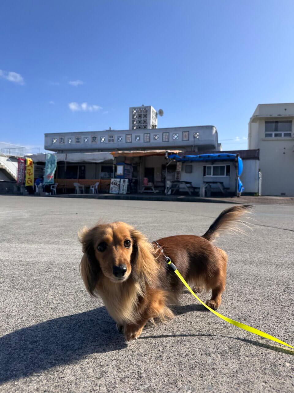 【沖縄県・犬同伴OK】丸吉食品｜愛犬と家庭的な雰囲気の中で、揚げたてのもずく料理を楽しめる