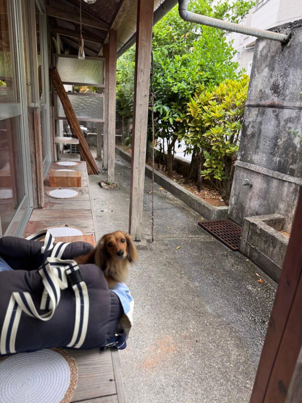 【沖縄県・犬同伴OK】Sobaco｜愛犬と一緒に楽しめる、居心地の良い古民家カフェ