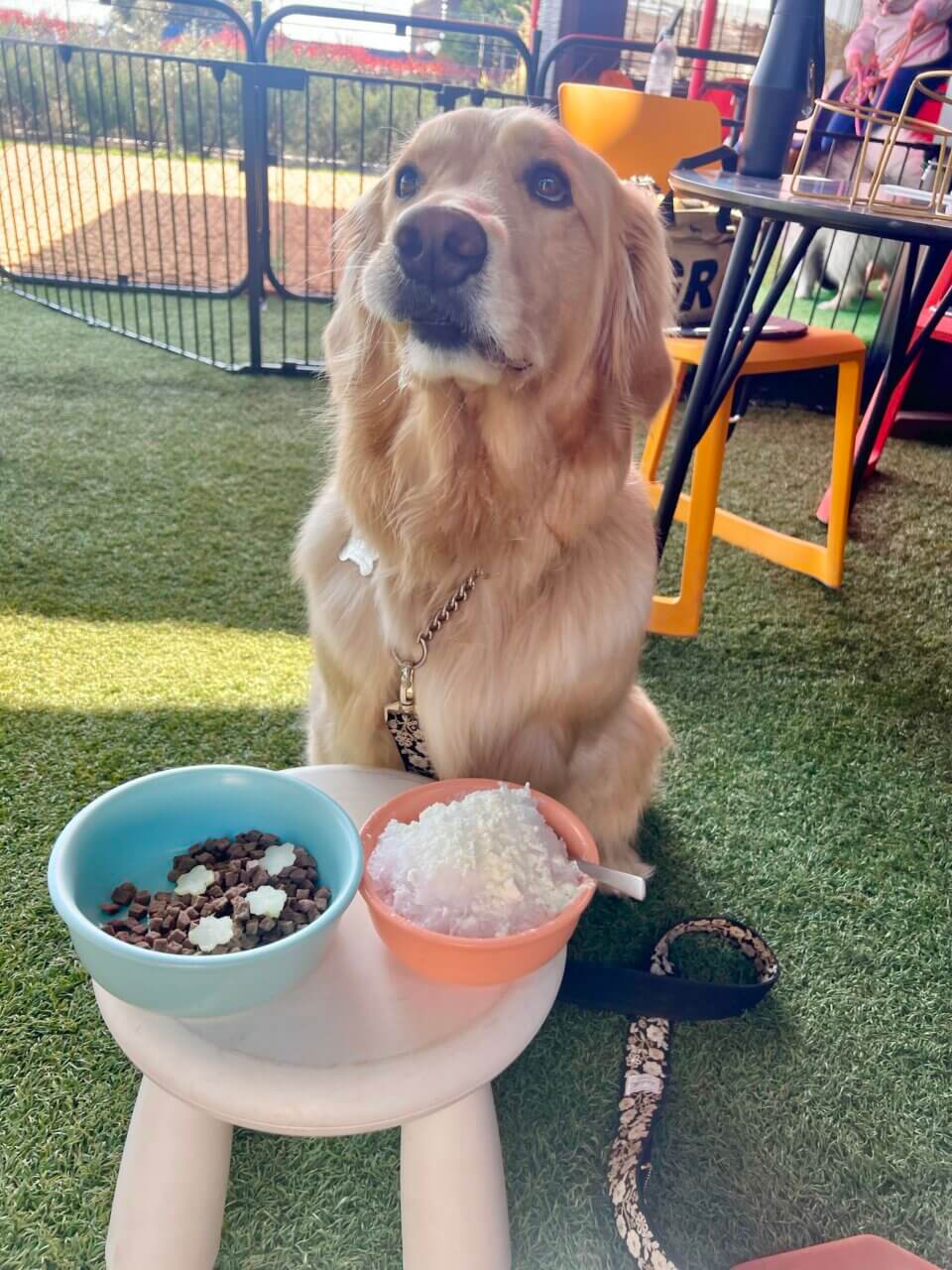 【長野県・犬同伴OK】ALUN－ALUN｜犬連れや子連れに優しいカフェで、天然芝のドッグランや子供用遊具が完備！