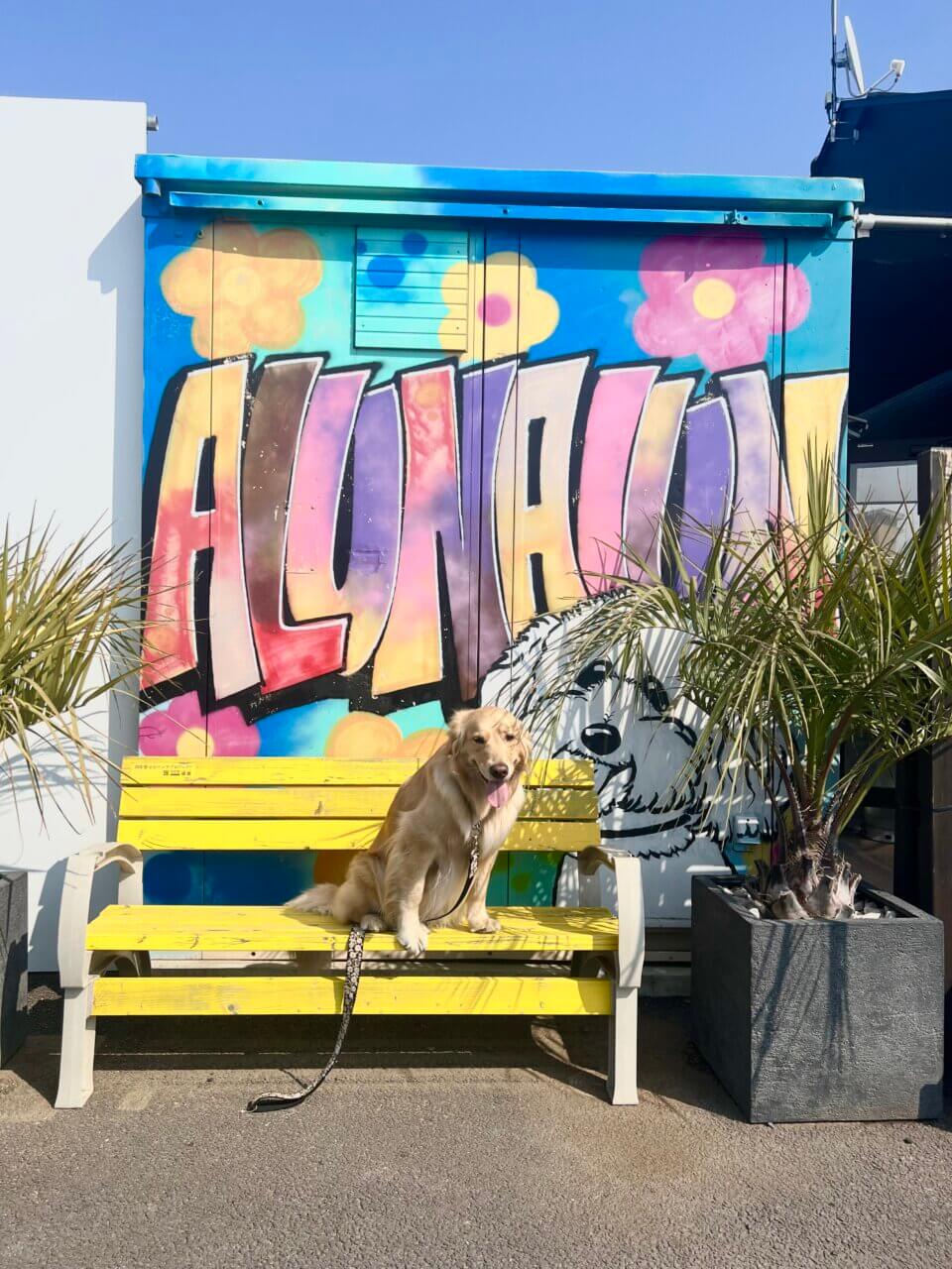 【長野県・犬同伴OK】ALUN－ALUN｜犬連れや子連れに優しいカフェで、天然芝のドッグランや子供用遊具が完備！
