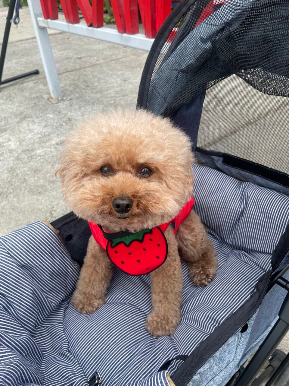 【島根県・犬同伴OK】高野いちご園｜愛犬と一緒に楽しめるいちご狩りの楽園