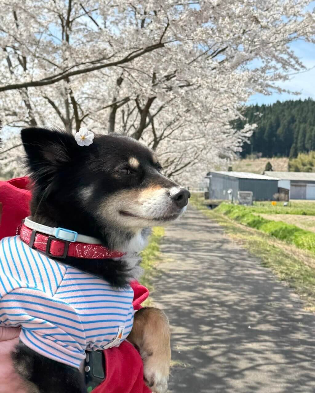 【秋田県・犬同伴OK】芋川桜づつみ｜桜とわんちゃんが楽しめる美しい散策スポット