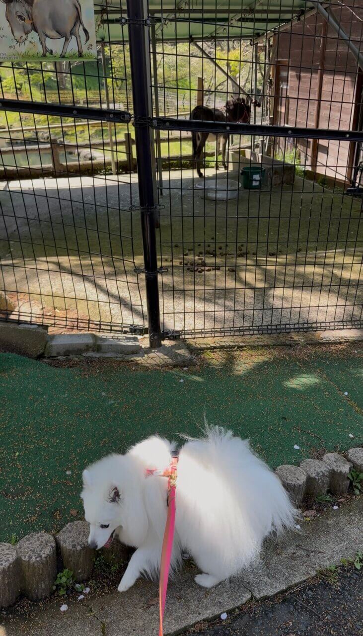 【島根県・犬同伴OK】愛宕山公園｜自然豊かで犬と楽しめるハイキングスポット