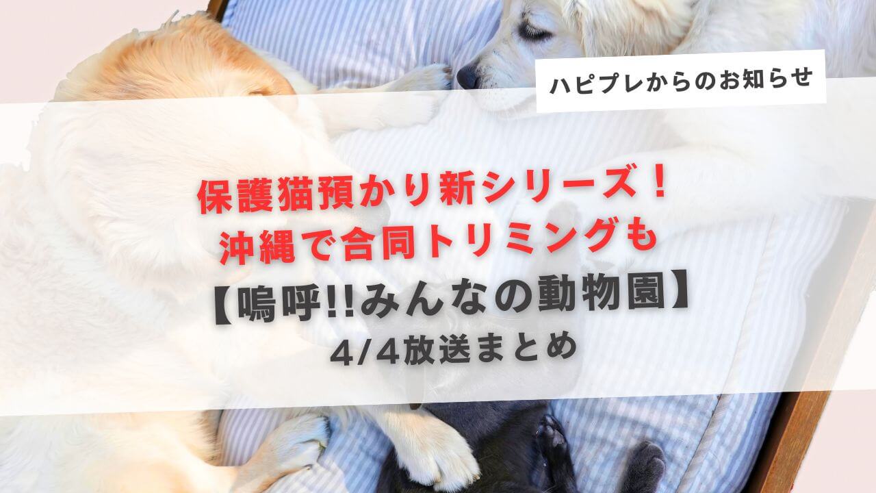 【嗚呼!!みんなの動物園 4月4日放送まとめ】保護猫預かり新シリーズ＆沖縄で合同トリミング