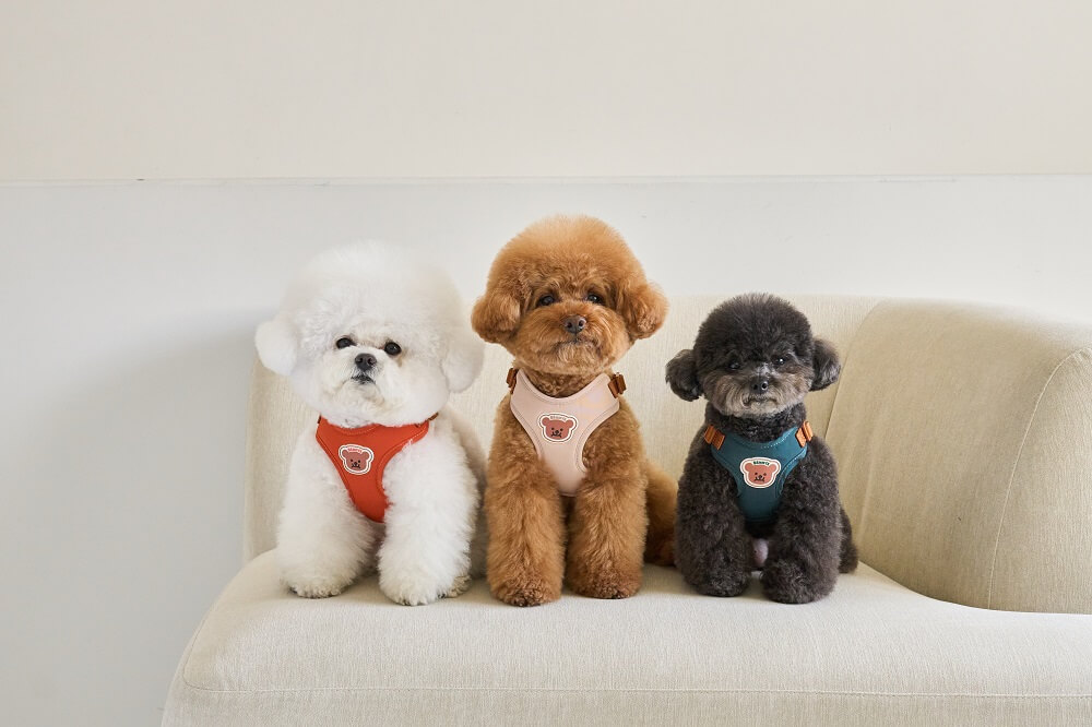 BENNYS（ベニーズ）｜韓国発のドッグウェアブランドで、ポップでキュートなデザインと機能性を両立。