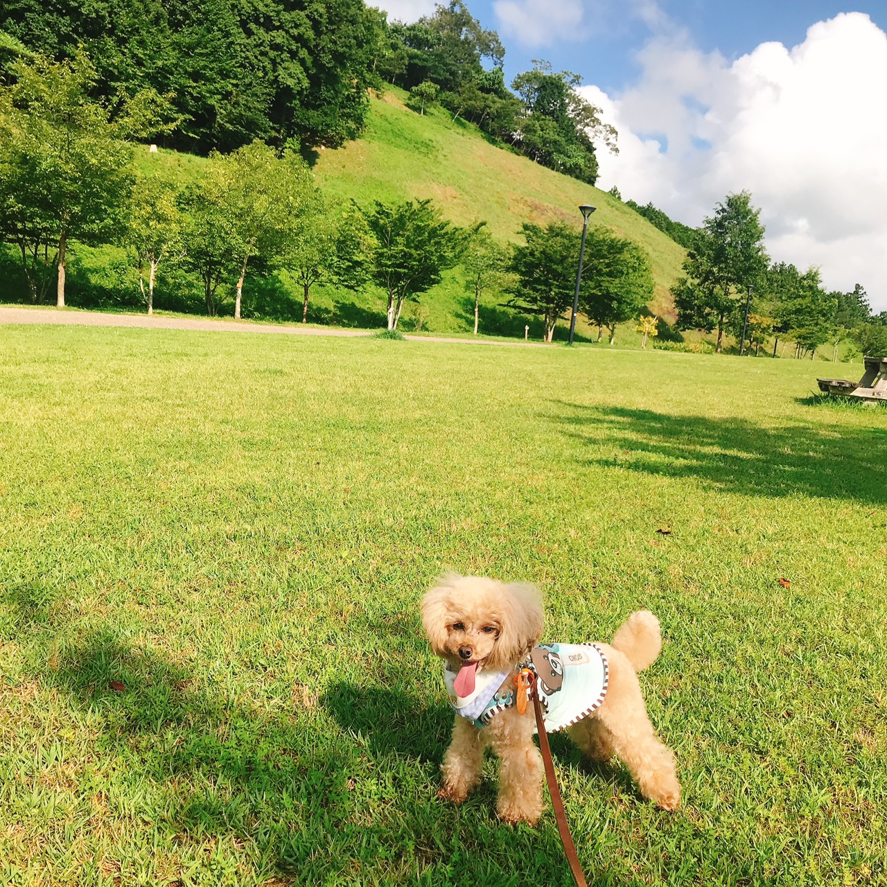 【兵庫県・犬同伴OK】丹波並木道中央公園｜広大な自然の中で家族や愛犬と楽しめる、無料のレクリエーションスポット