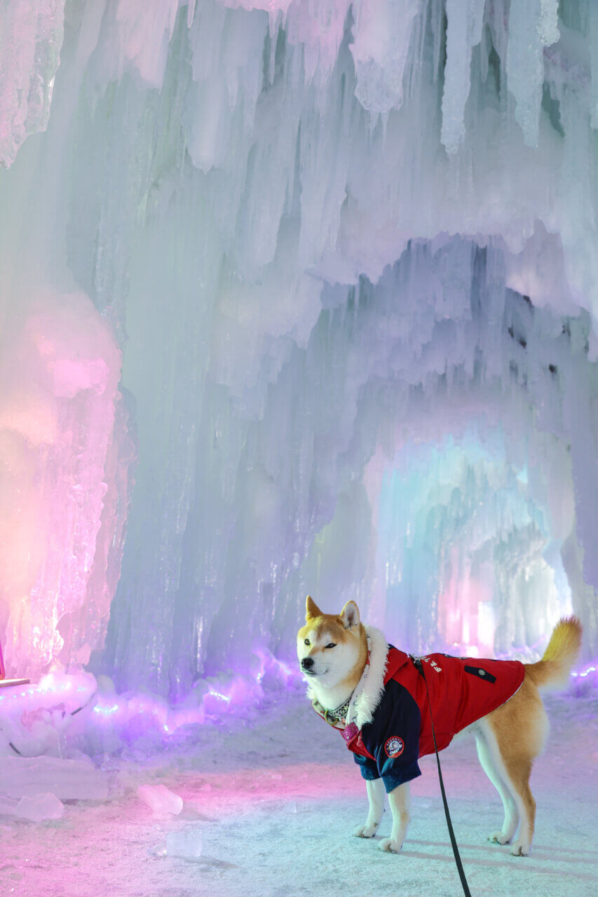 【岩手県・犬同伴OK】氷の世界2026｜巨大な氷の建造物や幻想的なライトアップが楽しめる
