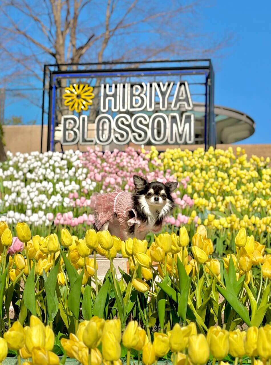 【東京都・犬同伴OK】東京ミッドタウン日比谷　HIBIYA BLOSSOM｜四季折々の自然や歴史的な景観を楽しめる「都会のオアシス」
