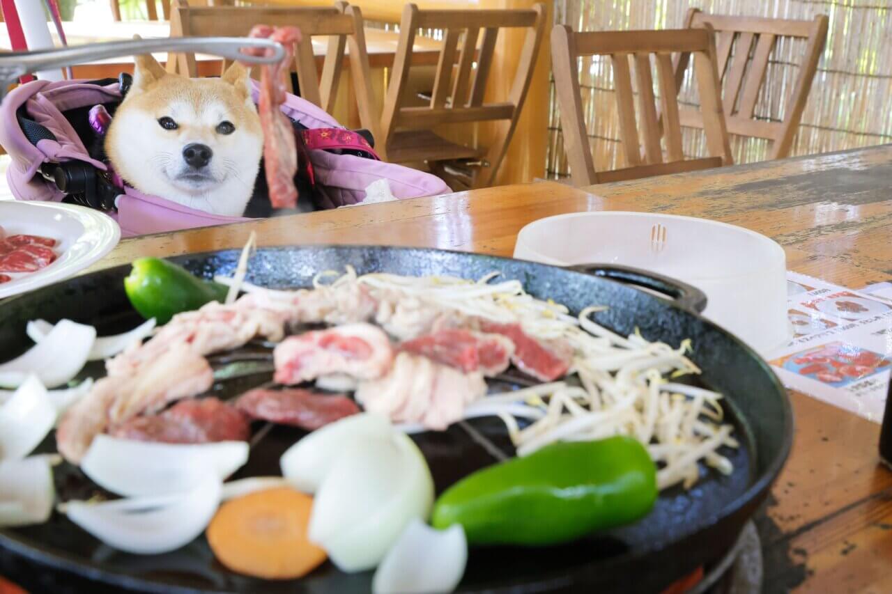 【岩手県・犬同伴OK】炭火焼BBQガーデン(小岩井農場)｜手ぶらで本格的なバーベキューが楽しめる屋外レストラン