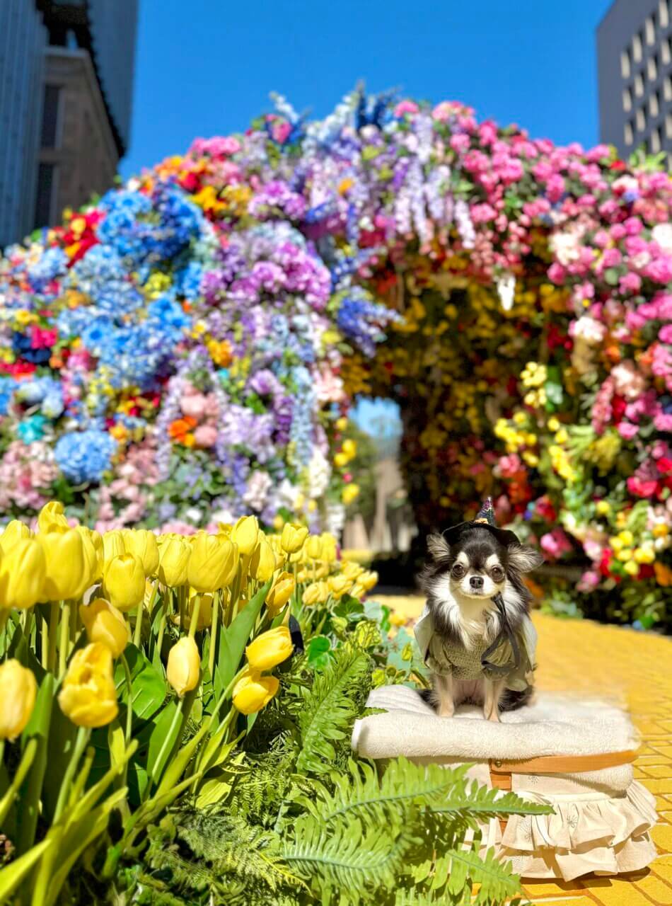 【東京都・犬同伴OK】東京ミッドタウン日比谷　HIBIYA BLOSSOM｜四季折々の自然や歴史的な景観を楽しめる「都会のオアシス」