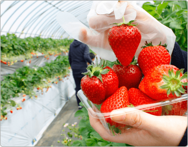 犬と行けるいちご狩りスポット。相葉苺園（千葉県）