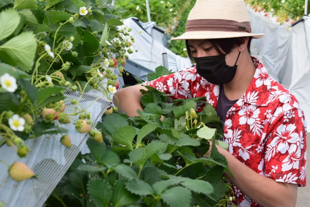 犬と行けるいちご狩りスポット。いちごガーデン ohelo papa（千葉県）