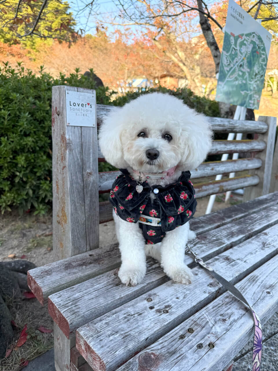 【広島県・犬同伴OK】尾道｜歴史的な港町で、犬と一緒に楽しめるスポットが豊富で、自然や美しい景観を満喫