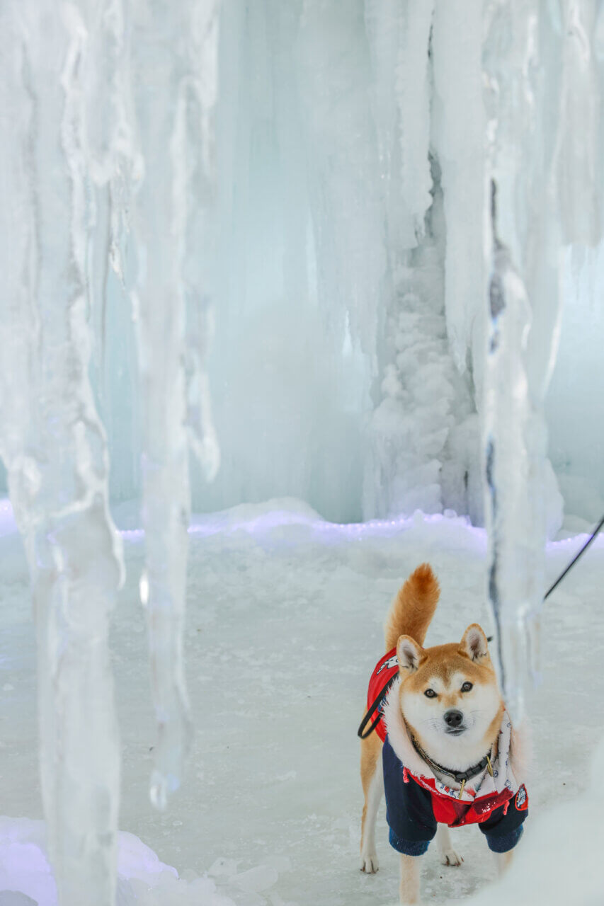【岩手県・犬同伴OK】氷の世界2026｜巨大な氷の建造物や幻想的なライトアップが楽しめる