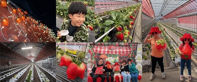犬と行けるいちご狩りスポット。フルーツランドきまがせ（千葉県）