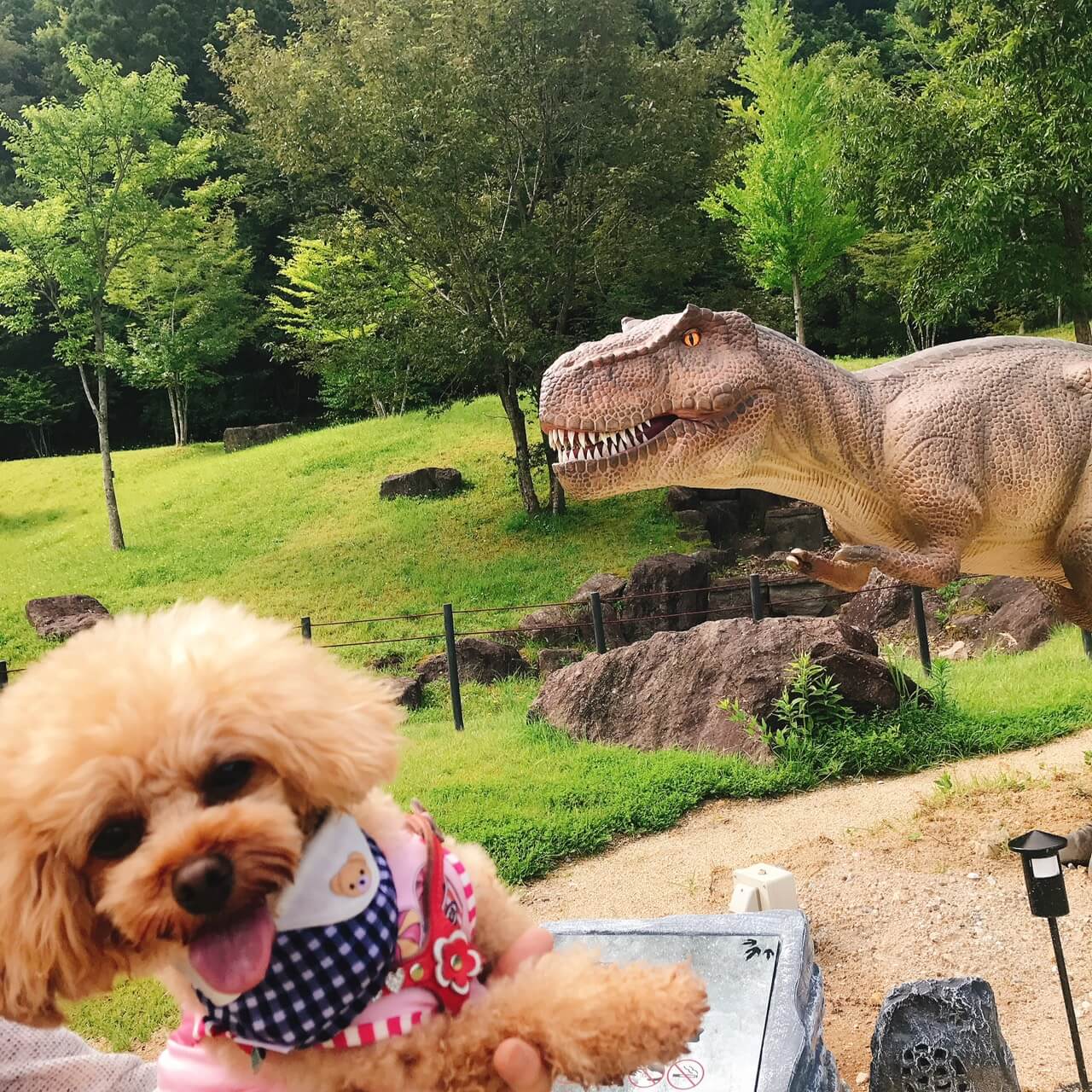 【兵庫県・犬同伴OK】丹波並木道中央公園｜広大な自然の中で家族や愛犬と楽しめる、無料のレクリエーションスポット