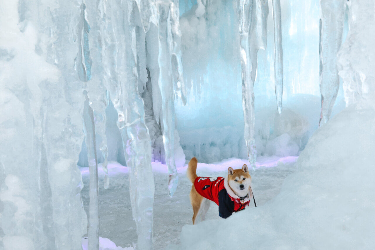 【岩手県・犬同伴OK】氷の世界2026｜巨大な氷の建造物や幻想的なライトアップが楽しめる